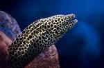 Moray ___ (Long Fish)