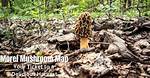 Morel Mushroom Map