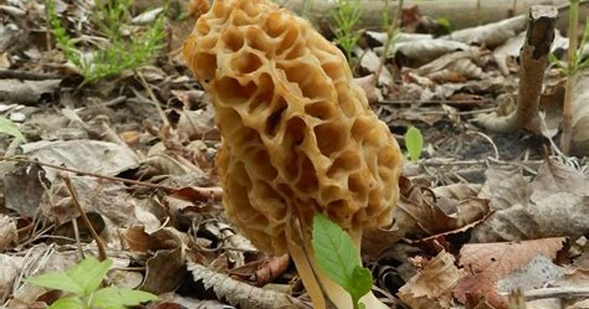 Morel Spores