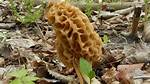 Morel Spores