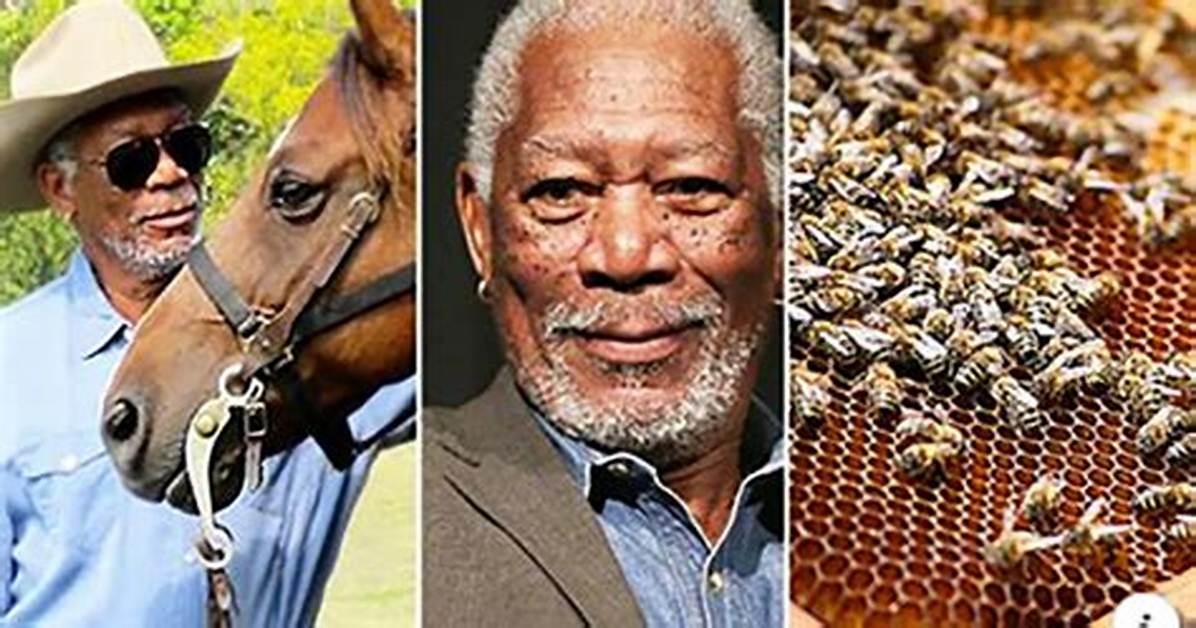Morgan Freeman Turns His 124-Acre Ranch into Giant ‘Bee Sanctuary’ to Save Honey Bees