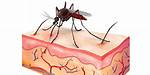 Mosquito Attack