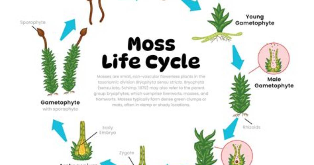Moss Gametophyte