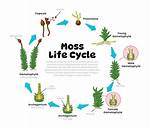 Moss Gametophyte