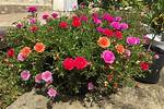 Moss Roses