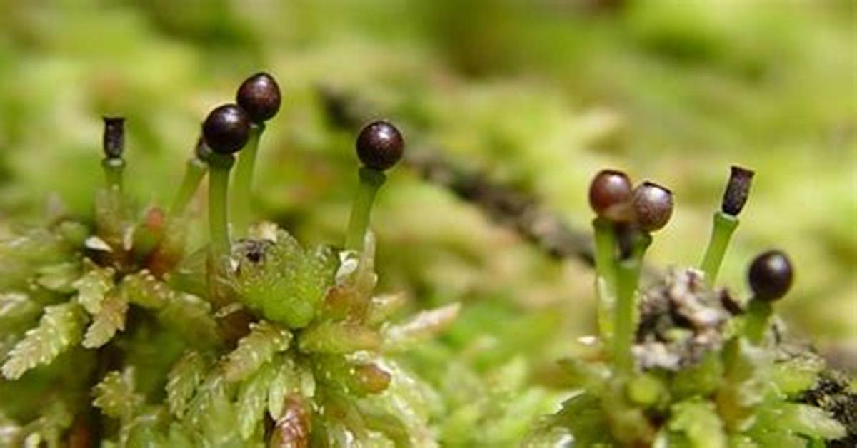 Moss Spores