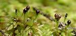 Moss Spores