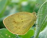 Moth Photographers Group – Eurema Daira – 4243