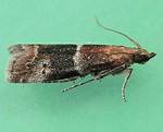 Moth Photographers Group – Moodna Ostrinella – 6005