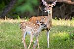 Mother Deer