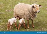 Mother Sheep