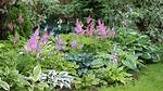 Mounding Perennials