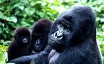 Mountain Gorilla for One