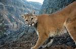 Mountain Lion
