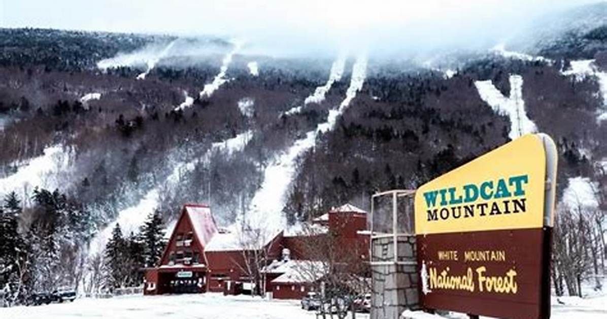 Mountain Wildcat
