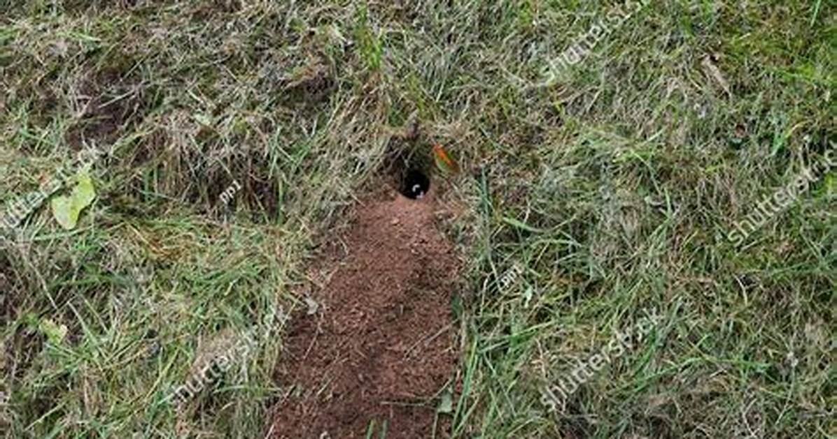 Mouse Hole