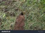 Mouse Hole