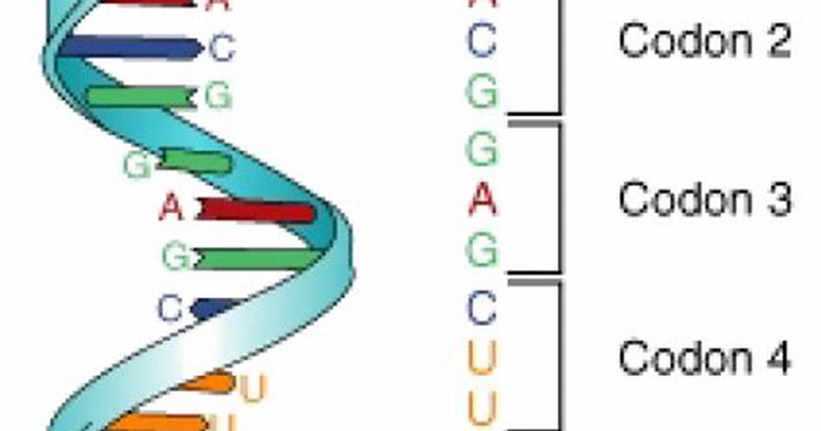 Mrna Codons