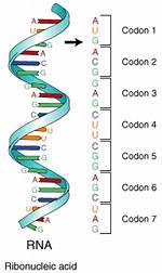 Mrna Codons