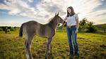 Msu Breeding Program Creating Quality Horses