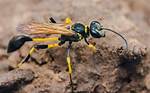 Mud Dauber for One