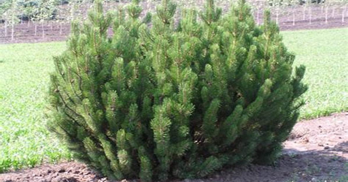Mugo Pine Tree