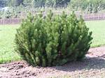 Mugo Pine Tree