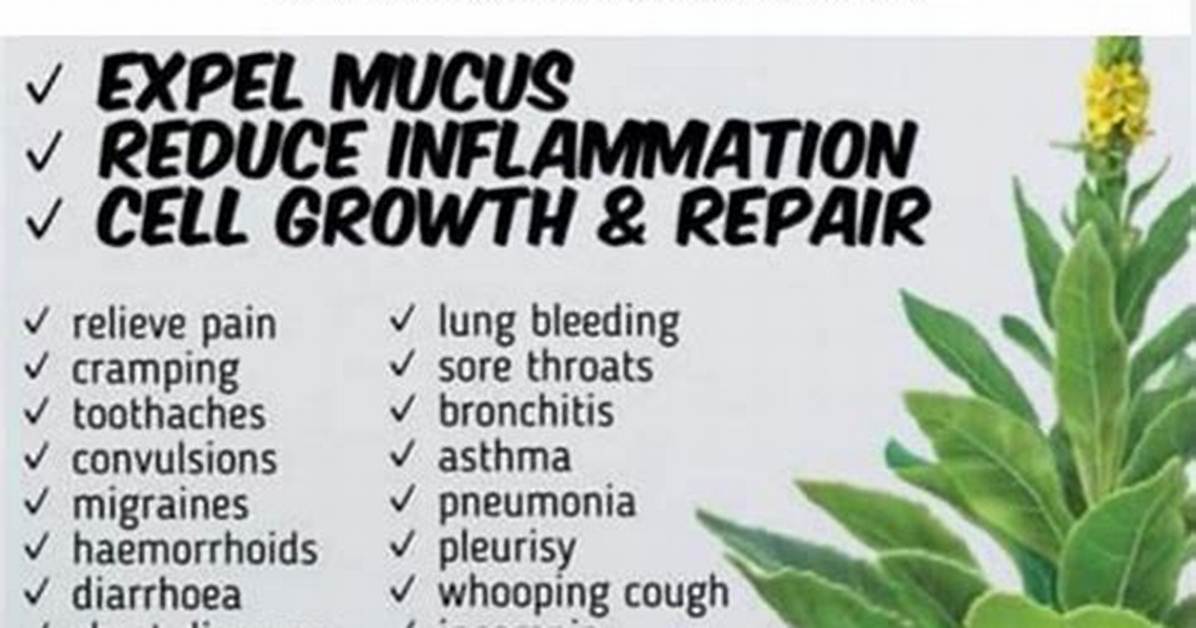 Mullein Side Effects