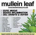 Mullein Side Effects