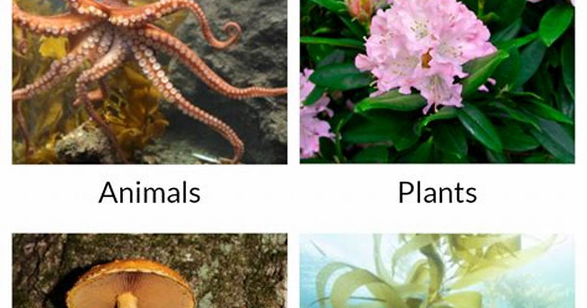 Multicellular Organisms Examples