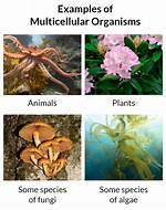 Multicellular Organisms Examples