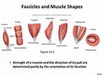Multipennate Muscles