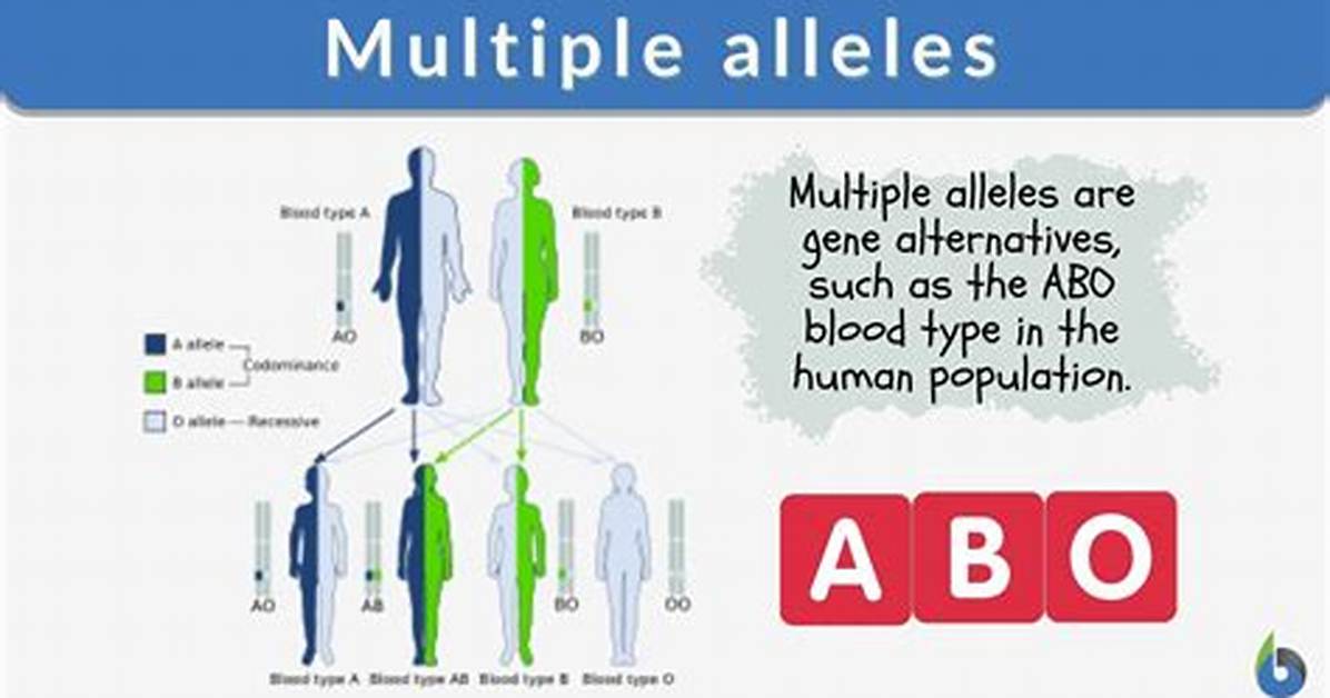 Multiple Alleles Definition