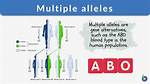 Multiple Alleles Definition