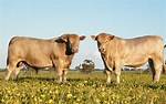Murray Grey Cattle
