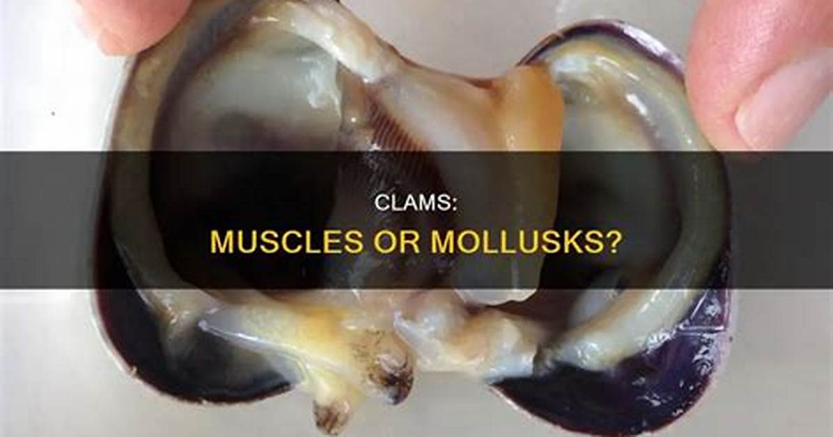 Muscle Clam