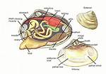 Muscle Clam