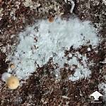 Mushroom Mold