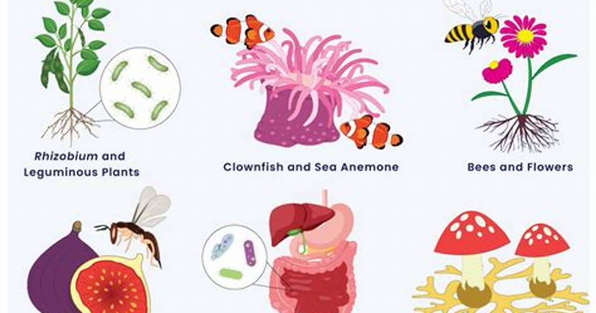 Mutualistic Relationship Examples