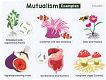 Mutualistic Relationship Examples