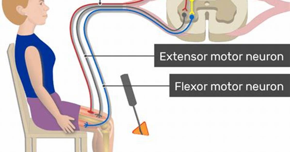 Myotatic Reflex