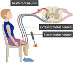 Myotatic Reflex