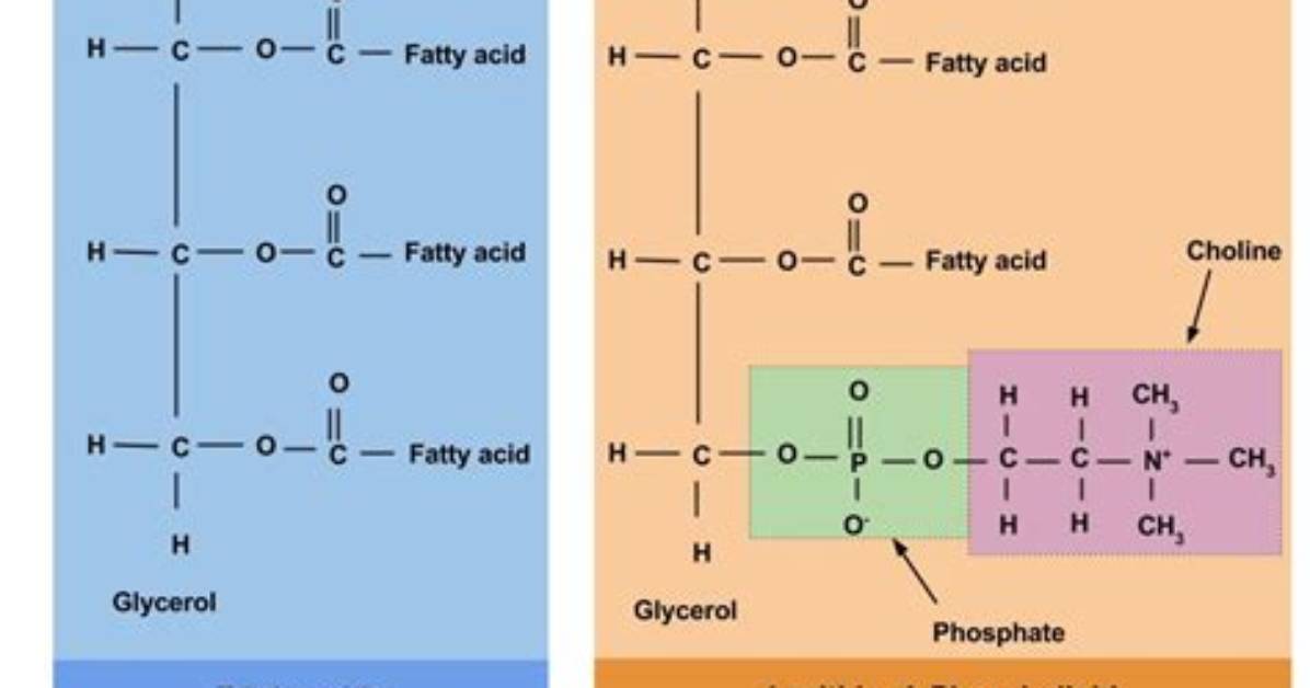 Name a Structural Difference Between Triglycerides and Phospholipids.