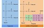 Name a Structural Difference Between Triglycerides and Phospholipids.