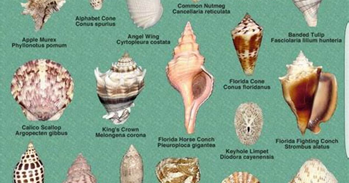 Name Something That Lives in a Shell Text or Die Answers