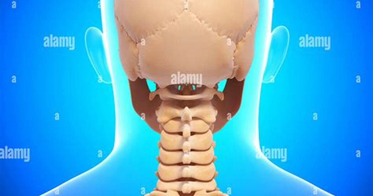 Nape Meaning