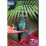 Nature: the Hummingbird Effect Dvd