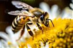 Nectar-Collecting Insect