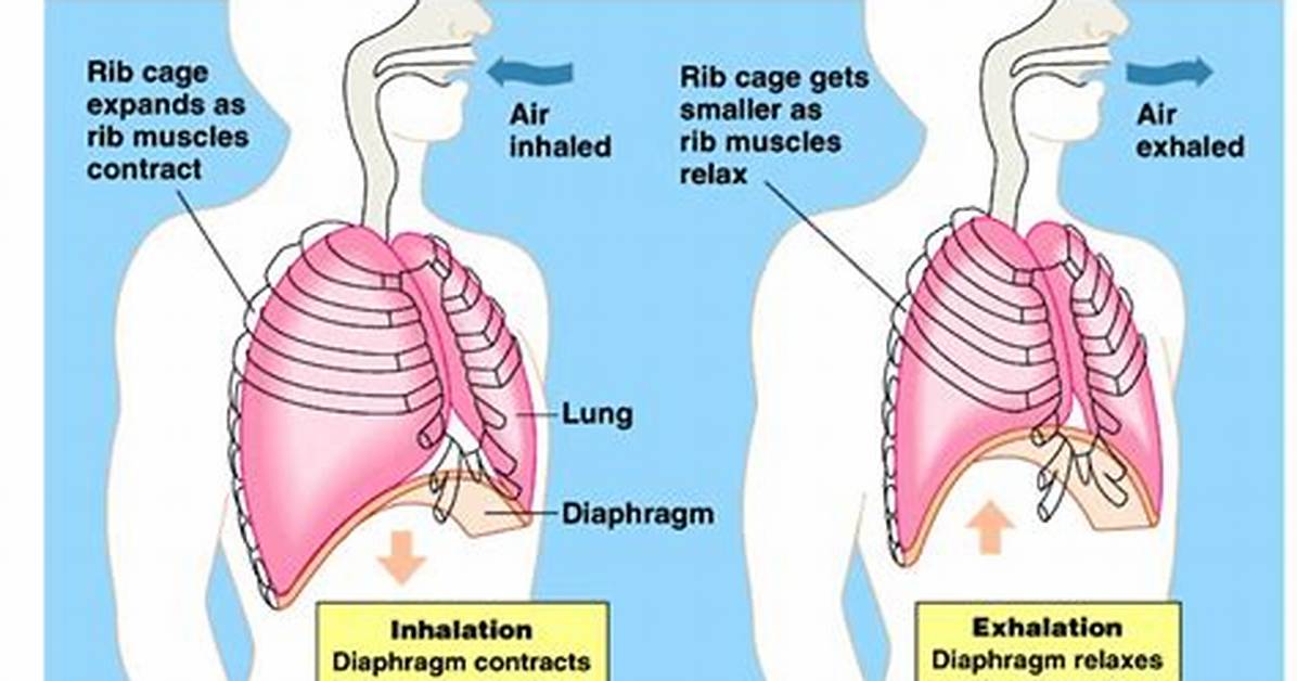 Negative Pressure Breathing