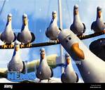 Nemo Seagulls